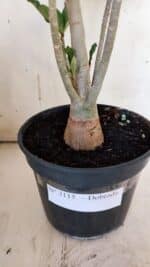 Planta Dobrada 3115 – 35cm – 03 anos - Imagem 6