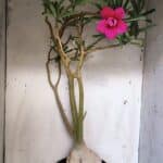 Planta Dobrada 3116 – 60cm – 05 anos