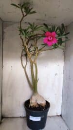 Planta Dobrada 3116 – 60cm – 05 anos