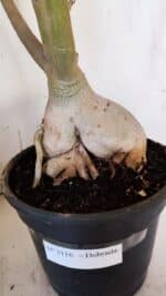 Planta Dobrada 3116 – 60cm – 05 anos - Imagem 5