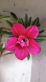 Planta Dobrada 3116 – 60cm – 05 anos - Imagem 3