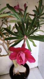 Planta Dobrada 3116 – 60cm – 05 anos - Imagem 4