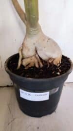 Planta Dobrada 3116 – 60cm – 05 anos - Imagem 11