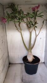 Planta Dobrada 3116 – 60cm – 05 anos - Imagem 10