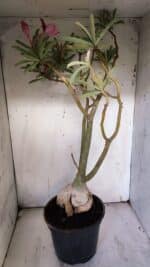 Planta Dobrada 3116 – 60cm – 05 anos - Imagem 9