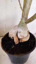 Planta Dobrada 3116 – 60cm – 05 anos - Imagem 8