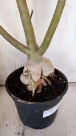 Planta Dobrada 3116 – 60cm – 05 anos - Imagem 7