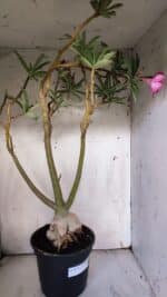 Planta Dobrada 3116 – 60cm – 05 anos - Imagem 6