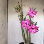 Planta Dobrada 3117 – 60cm – 05 anos