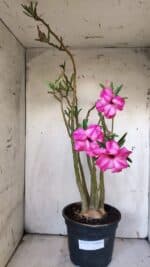 Planta Dobrada 3117 – 60cm – 05 anos