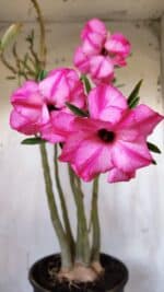 Planta Dobrada 3117 – 60cm – 05 anos - Imagem 3