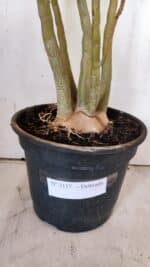 Planta Dobrada 3117 – 60cm – 05 anos - Imagem 9