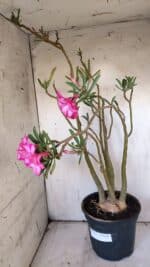 Planta Dobrada 3117 – 60cm – 05 anos - Imagem 5