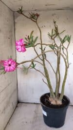 Planta Dobrada 3117 – 60cm – 05 anos - Imagem 6