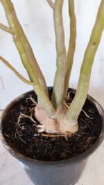 Planta Dobrada 3117 – 60cm – 05 anos - Imagem 8