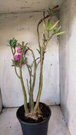 Planta Dobrada 3117 – 60cm – 05 anos - Imagem 7