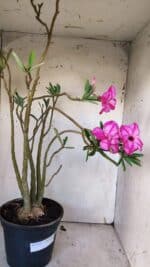 Planta Dobrada 3117 – 60cm – 05 anos - Imagem 4