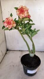 Planta Dobrada 3118 – 30cm – 02 anos - Imagem 2