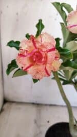 Planta Dobrada 3118 – 30cm – 02 anos - Imagem 3