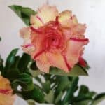 Planta Dobrada 3118 – 30cm – 02 anos