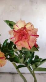 Planta Dobrada 3118 – 30cm – 02 anos