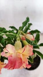 Planta Dobrada 3118 – 30cm – 02 anos - Imagem 6