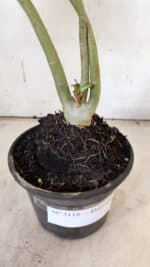 Planta Dobrada 3118 – 30cm – 02 anos - Imagem 10