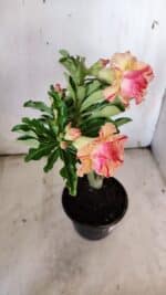 Planta Dobrada 3118 – 30cm – 02 anos - Imagem 7