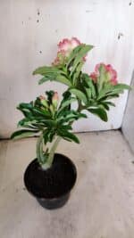 Planta Dobrada 3118 – 30cm – 02 anos - Imagem 9