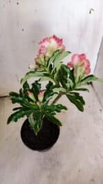 Planta Dobrada 3118 – 30cm – 02 anos - Imagem 8