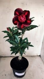 Planta Dobrada 3119 – 30cm – 02 anos - Imagem 2