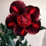 Planta Dobrada 3119 – 30cm – 02 anos