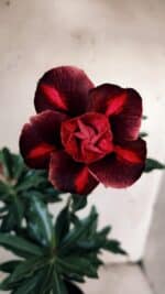 Planta Dobrada 3119 – 30cm – 02 anos