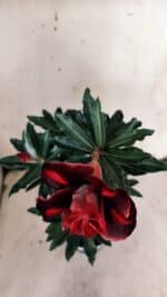 Planta Dobrada 3119 – 30cm – 02 anos - Imagem 4