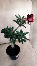 Planta Dobrada 3119 – 30cm – 02 anos - Imagem 6