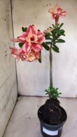 Planta Dobrada 3120 – 35cm – 03 anos - Imagem 2