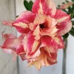 Planta Dobrada 3120 – 35cm – 03 anos