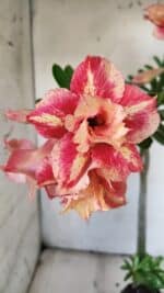 Planta Dobrada 3120 – 35cm – 03 anos