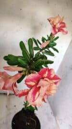 Planta Dobrada 3120 – 35cm – 03 anos - Imagem 4