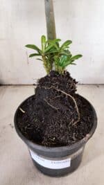 Planta Dobrada 3120 – 35cm – 03 anos - Imagem 7