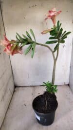 Planta Dobrada 3120 – 35cm – 03 anos - Imagem 6