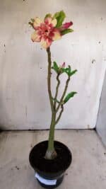 Planta Dobrada 3121 – 35cm – 03 anos - Imagem 2