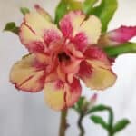 Planta Dobrada 3121 – 35cm – 03 anos