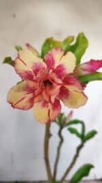 Planta Dobrada 3121 – 35cm – 03 anos