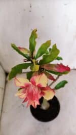 Planta Dobrada 3121 – 35cm – 03 anos - Imagem 4