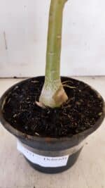 Planta Dobrada 3121 – 35cm – 03 anos - Imagem 7