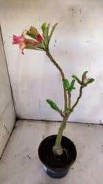 Planta Dobrada 3121 – 35cm – 03 anos - Imagem 6