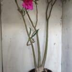 Planta Dobrada 3122 – 70cm – 05 anos