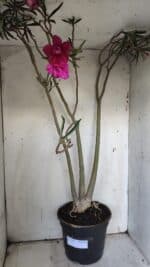 Planta Dobrada 3122 – 70cm – 05 anos