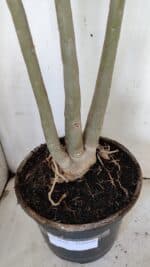 Planta Dobrada 3122 – 70cm – 05 anos - Imagem 6